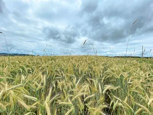 Für einmal trocken, aber noch immer eher düster: Wenn es in den vergangenen Monaten nicht regnete, war die nächste Wetterfront häufig schon am Horizont zu sehen. Die Zeitfenster für wichtige Arbeiten waren stets kurz.