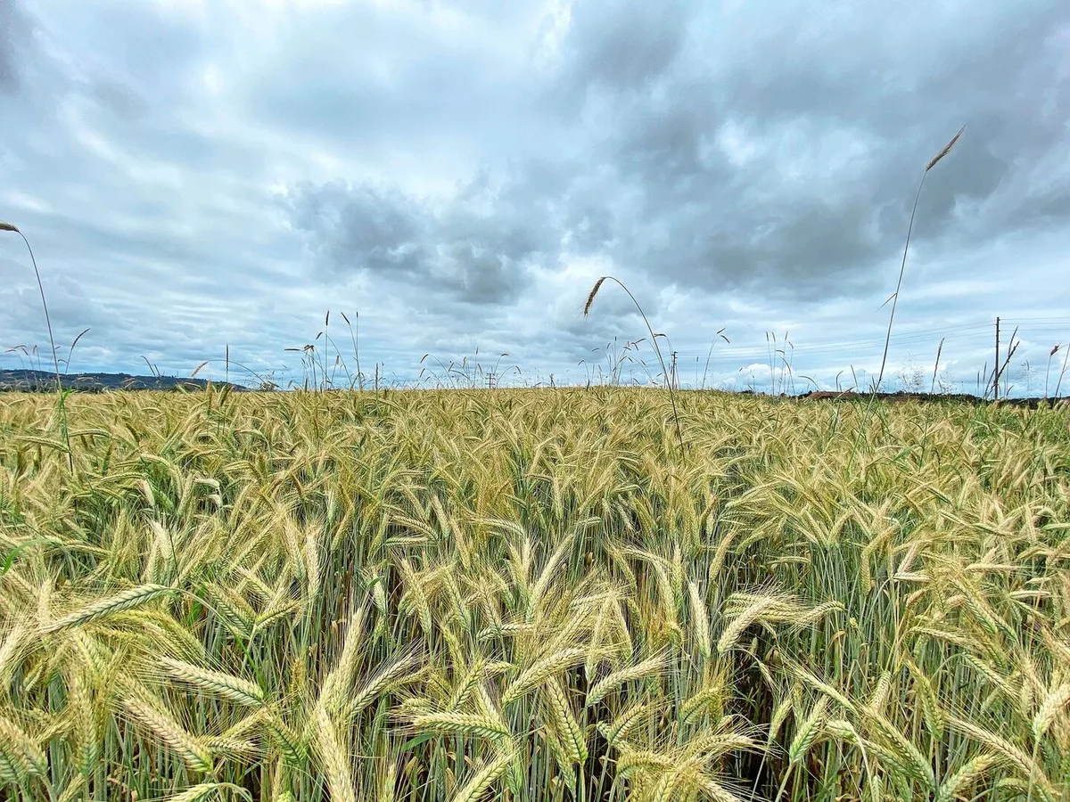 Für einmal trocken, aber noch immer eher düster: Wenn es in den vergangenen Monaten nicht regnete, war die nächste Wetterfront häufig schon am Horizont zu sehen. Die Zeitfenster für wichtige Arbeiten waren stets kurz.