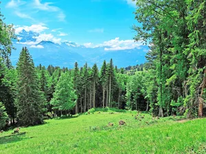 Auf den grossen Alpweiden ist es manchmal nicht einfach, die Tiere zu finden. Trotzdem inspiziert die Praktikantin ein jedes.