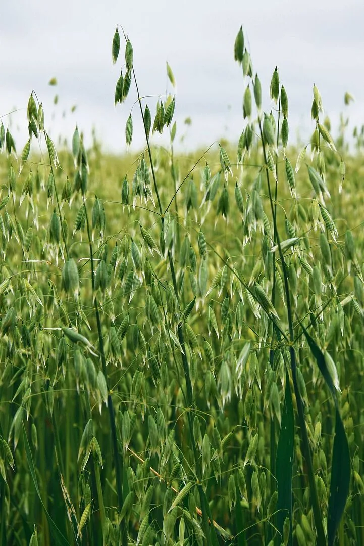 eb918a2ebbf7658998f500964503b13bc1b2f6b64c83bd4f3bc0564866ab82d2 Einst als «Superfood» abgefeiert – jetzt als ungefragter Exot auf der Reservebank: Speisehafer.