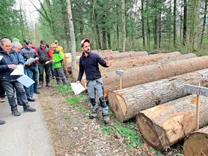 Platzchef Lukas Gerig (r.) informiert über die Wertigkeit der aufgeführten Wertholzstämme. Auch Nadelhölzer könnten gute Preise generieren.
