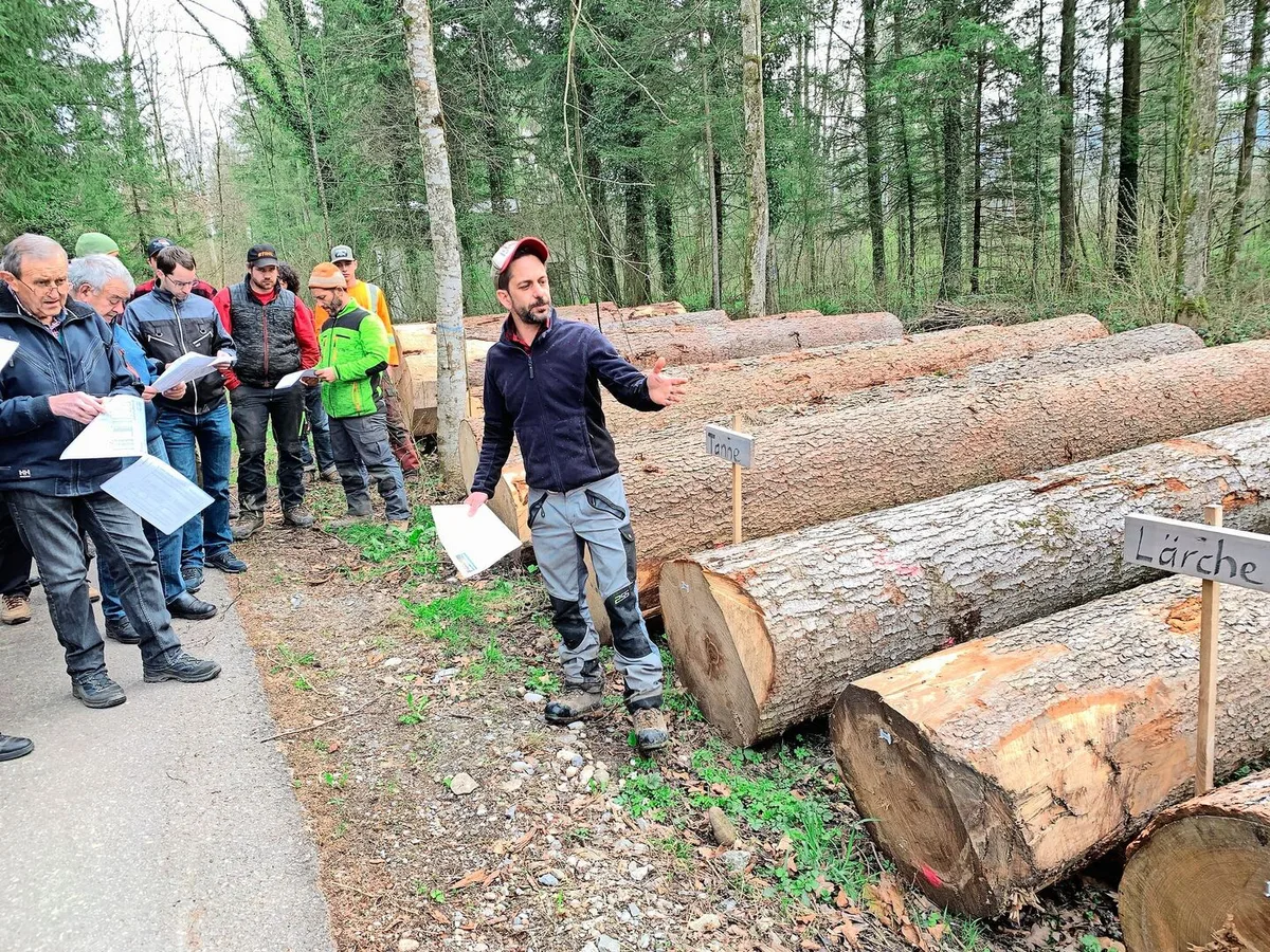 d3d22fcd91fc44b1d2d984e478c6945eb1ca3ae93ca569582c56e7330eff559f Platzchef Lukas Gerig (r.) informiert über die Wertigkeit der aufgeführten Wertholzstämme. Auch Nadelhölzer könnten gute Preise generieren.