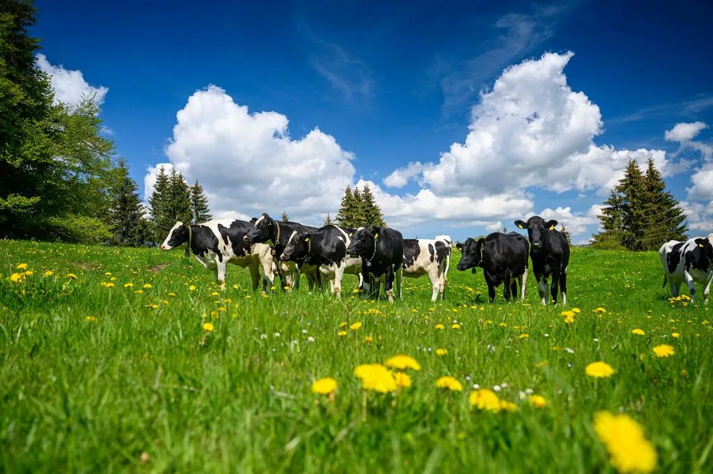 Klon-Genetik ist zwar in der Schweiz verboten, aber dennoch erhältlich