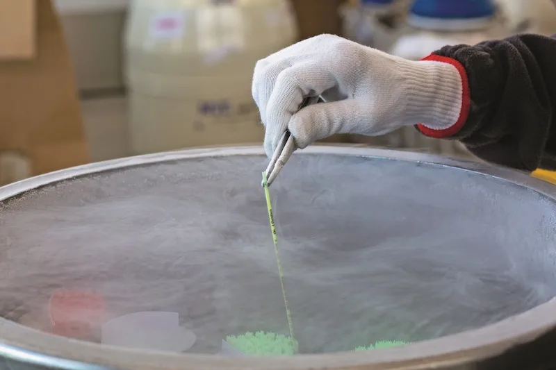 ae4ece5711e1e38cafa2e9e69d5af80f171d58fc Bei der Überprüfung der Produktionsprozesse und -chargen konnte kein systematischer Fehler gefunden werden. (Bild Swissgenetics)