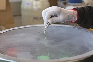 Bei der Überprüfung der Produktionsprozesse und -chargen konnte kein systematischer Fehler gefunden werden. (Bild Swissgenetics)
