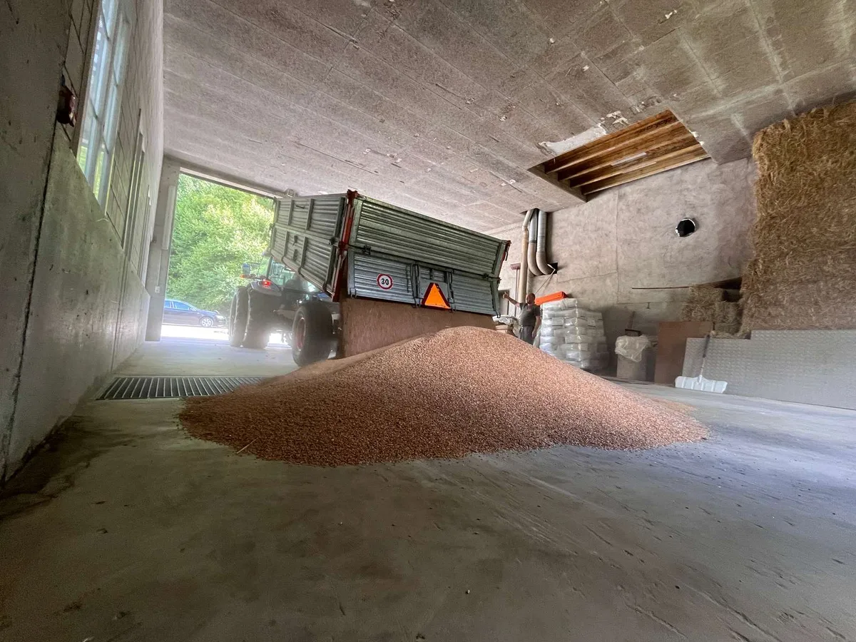 GOF_1 Importdruck und volle Lager: «Besser Futterweizen als Brotgetreide»