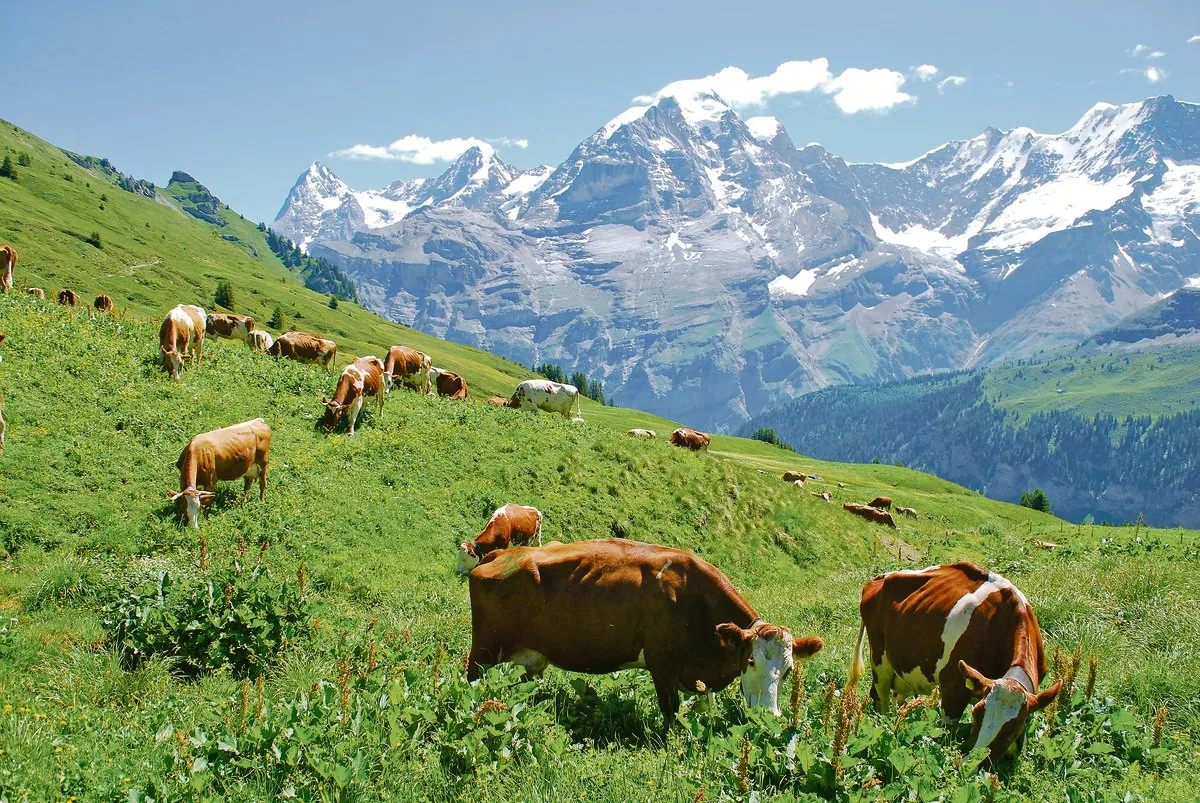 878f03ba1f0e2b034e0a44af21dd50a966952b3f Ausreichender Regen, schönes Wetter und genügend Gras: Was will man mehr. Auf vielen Alpen herrscht eine gute Stimmung. Ob dies bis zum Bettag anhalten wird, wird sich noch zeigen.(Bild Peter Fankhauser)