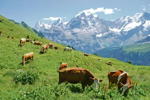 Ausreichender Regen, schönes Wetter und genügend Gras: Was will man mehr. Auf vielen Alpen herrscht eine gute Stimmung. Ob dies bis zum Bettag anhalten wird, wird sich noch zeigen.(Bild Peter Fankhauser)