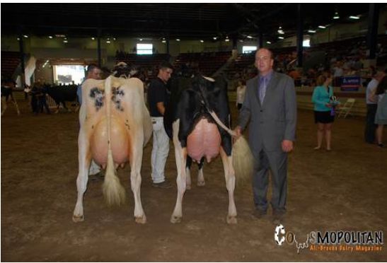 Grand Champion wurde Absolute Ms Bliss (rechts) und die Reserve heisst Liddleholm Resur Lu-Red-ET (Resurrect-Red). Bild Cowsmopolitan