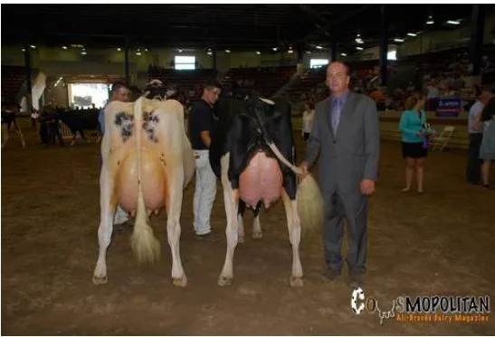 0af03c24efde76e3934802e1b5696e820968b9f2 Grand Champion wurde Absolute Ms Bliss (rechts) und die Reserve heisst Liddleholm Resur Lu-Red-ET (Resurrect-Red). Bild Cowsmopolitan