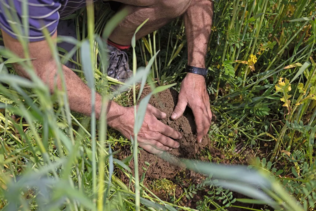 Der Boden spielt in der regenerativen Landwirtschaft eine zentrale Rolle: Mit einer Gründüngung zwischen den Hauptkulturen bleibt der Boden bedeckt und somit auch geschützt. Die Wurzeln dienen ausserdem als Nahrung für die Bodenlebewesen.