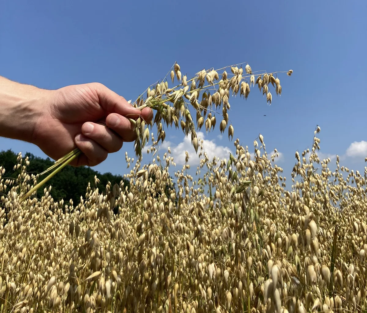 Speisehafer-Foerderungsprogramm-Fenaco_Fenaco Fertig Schweizer Hafermüesli