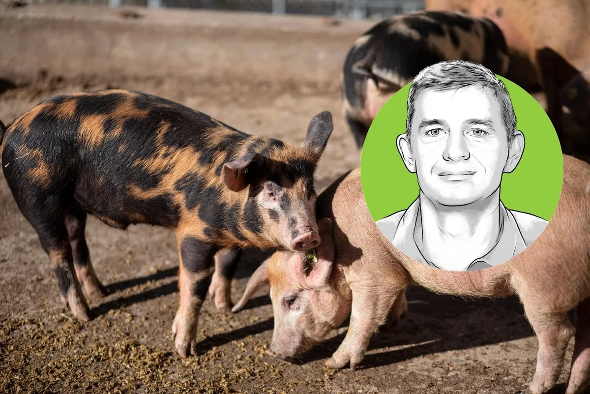 standpunkt_spring-peter_hausschwein Ein gezeichnet Porträt von Peter Spring, vor einem Foto der «Bunten Distelschweine»