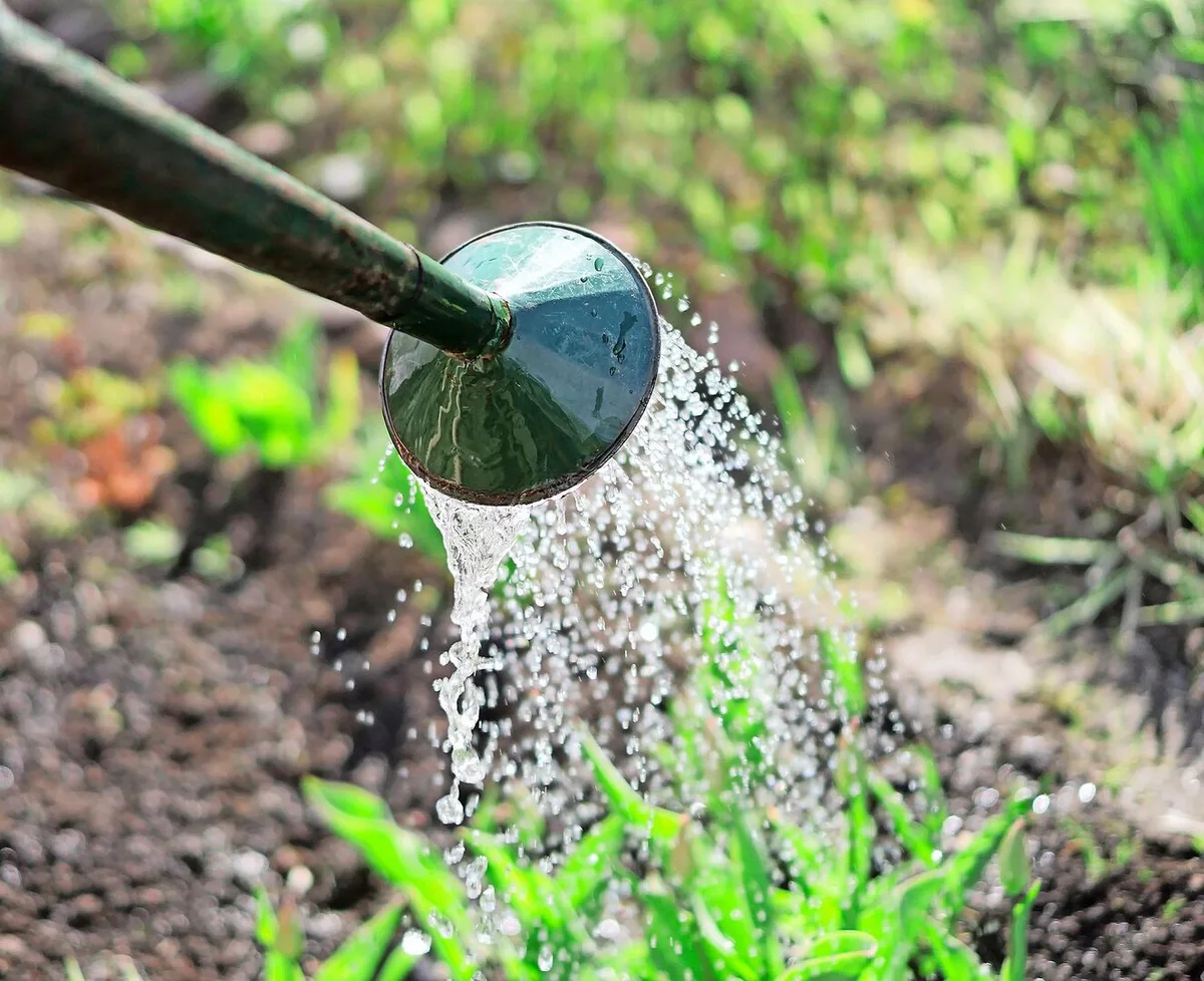Ob mit einer Giesskanne oder einem Bewässerungsystem: Ganz ohne wässern geht es kaum im Garten.