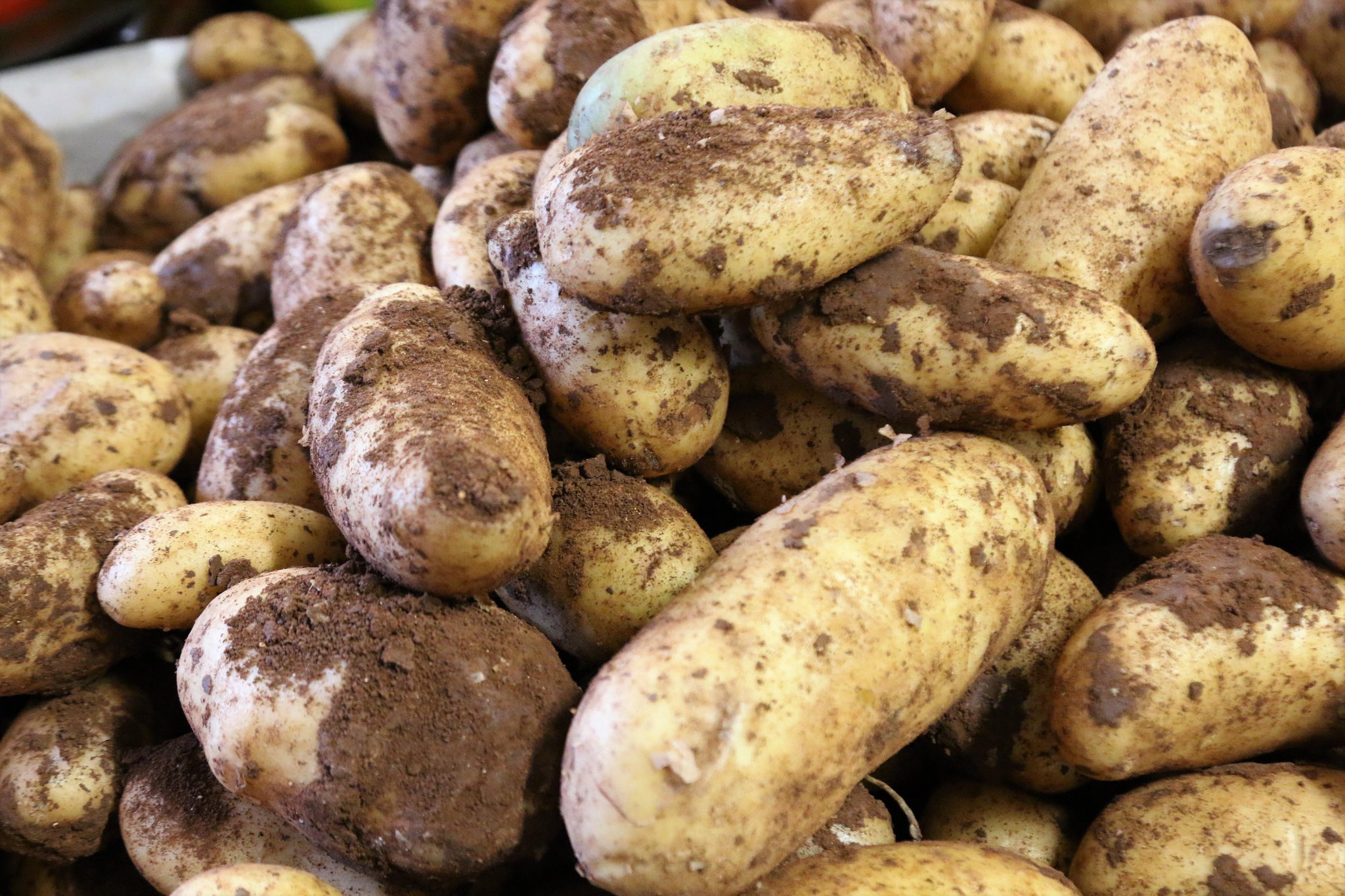 Swisspatat muss Importe beantragen, bevor die Kartoffelernte fertig ist