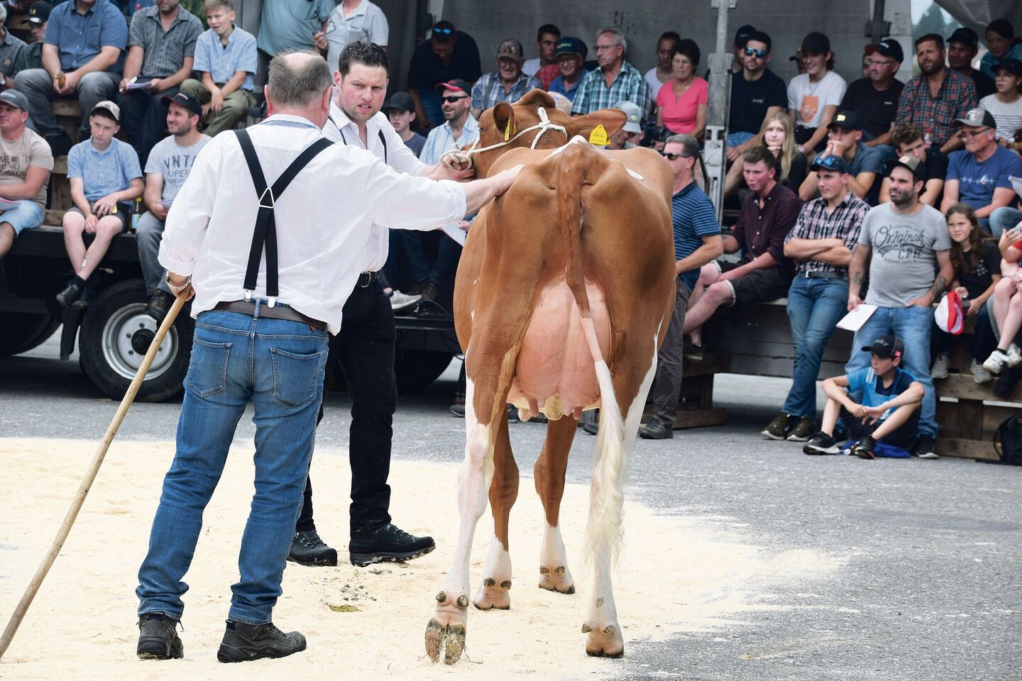 Gygers Attraction Cecilia war einem Käufer 8900 Franken wert. Diese Erstlingskuh ging an einen bekannten Emmentaler Züchter.