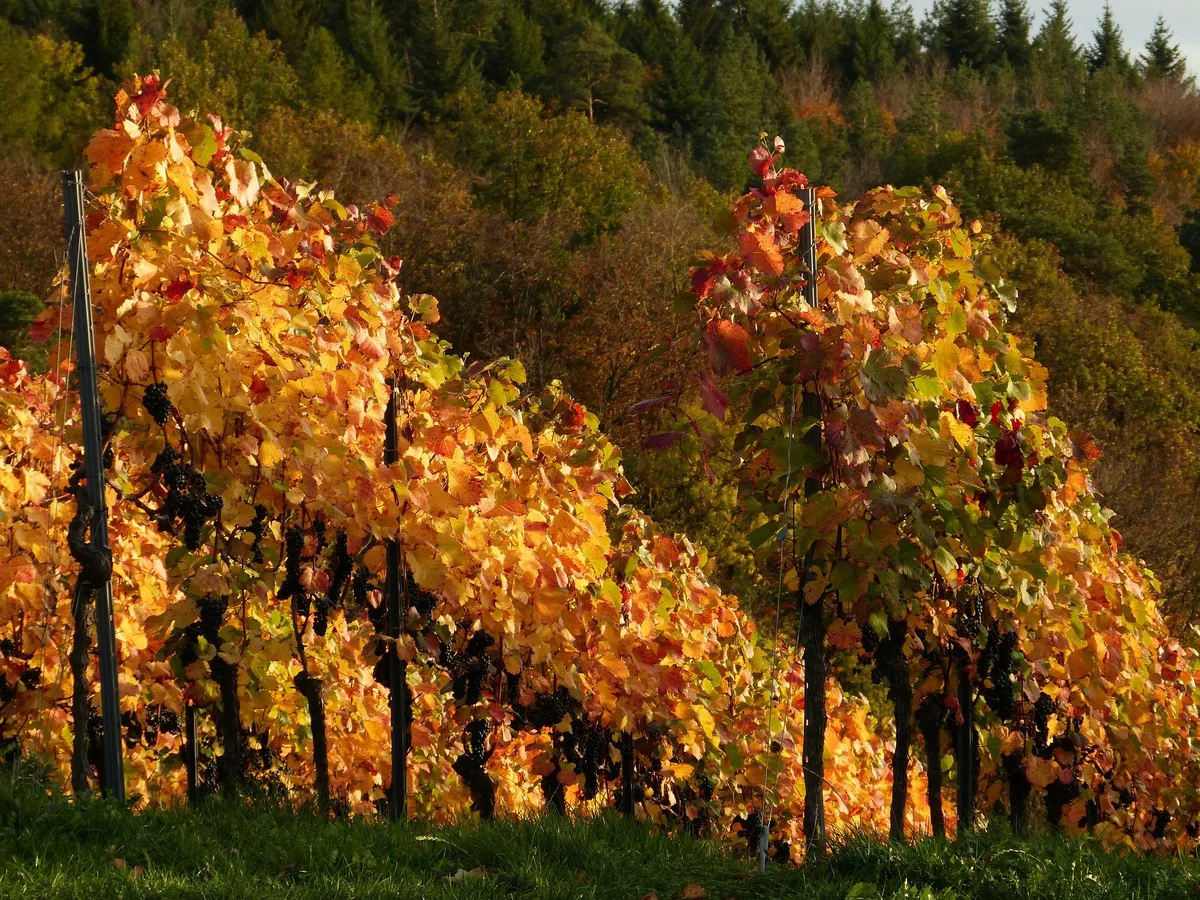 herbst-weinreben Sonniger, aber kühler Oktober mit wenig Regen im Norden