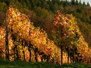 Die Sonne kam in diesem Jahr eher spät, dafür beleuchtet sie jetzt umso schöner herbstlich verfärbtes Laub.