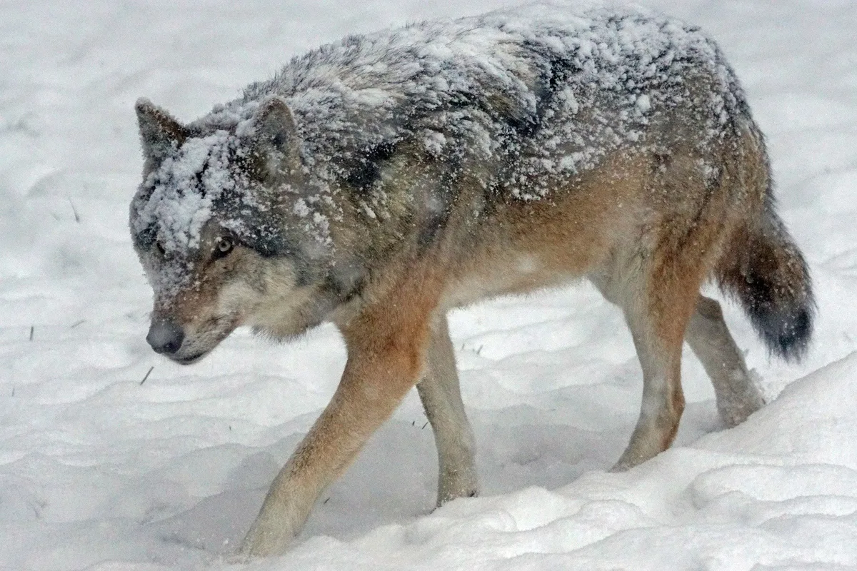 wolf_martin_langthim Parlament lockert die Regeln zum Wolfsschutz – Die Bestandsregulierung ist beschlossen