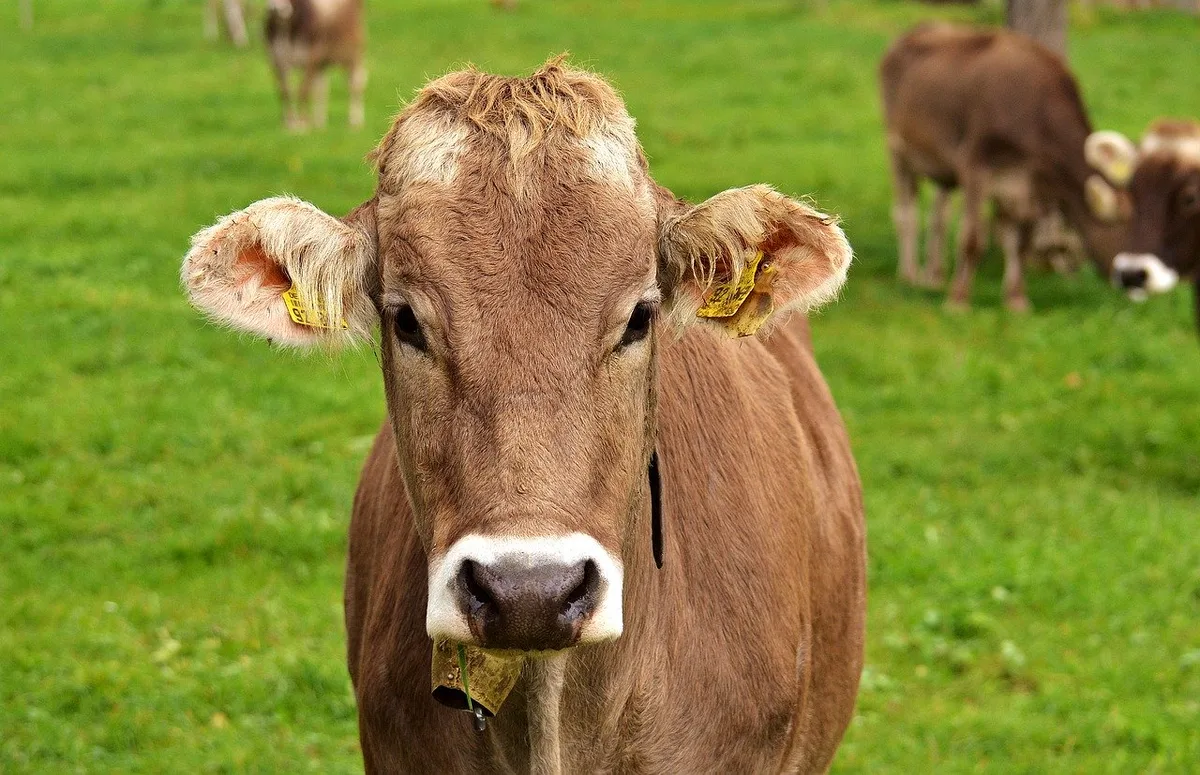 6c4698a0aa7ba1f71ee844fe04fc0158d0f0f590 International gibt es andere Quellen für Methan. In der Schweiz hingegen sind Nutztiere die Hauptquelle für dieses Treibhausgas. (Bild Pixabay)