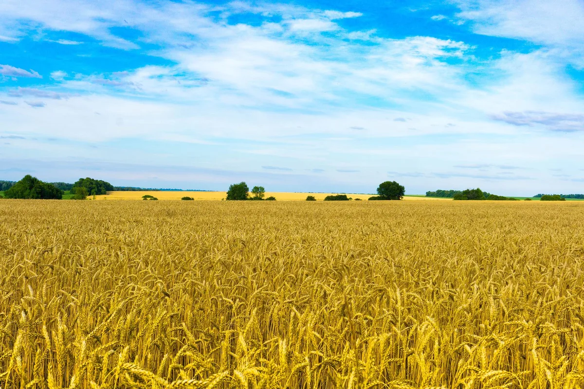Ukriane-Korn-pixabay Drei ukrainische Häfen sind wieder geöffnet