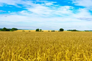 Die Ukraine gilt als die Kornkammer Europas. In den Getreidelagern liegen noch rund 20 Millionen Tonnen Getreide von der letzten Ernte.