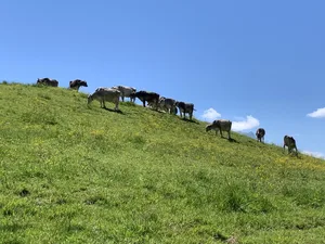 Forschungsergebnisse deuten darauf hin, dass auf von Wiederkäuern beweideten Flächen weniger Zecken zu finden sind. Auch können Zecken, die an Wiederkäuern gesaugt haben, zunächst keine Borreliose mehr übertragen. (Bild BauZ)