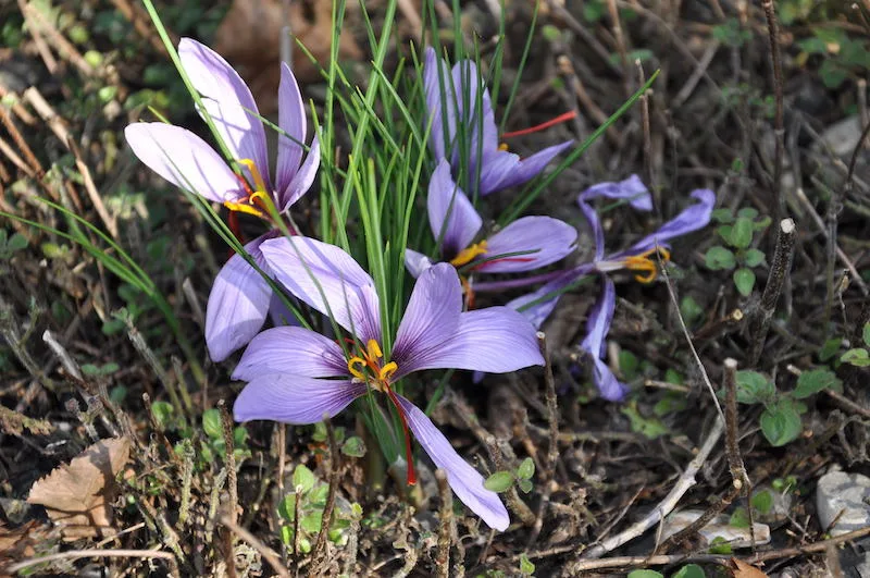 d1d2cf69fd5b5a313d2f5968ae90b5fbb0d4e88f Safran gehört zu den Krokusarten, die im Herbst blühen: Augenschmaus und Gaumenfreuden sind hier garantiert. (Bild garten-frei-raum.de/Harald Conrad)