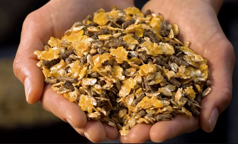 2c47543bd13d785a094641c6623d92e8c50fe082 Bei Gerste, Triticale und Hafer sei das Szenario realistisch, dass man den Bedarf der Mischfutterhersteller vollständig abdecke. (Bild marstall.ch)