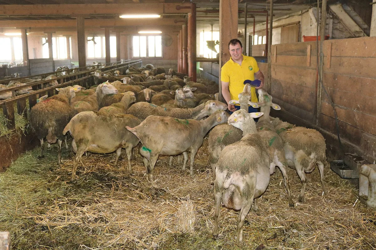 cdb7f6b1fae177e19c402d517290026d840aa1d0 Lukas Hofstetter unternimmt züchterische Anstrengungen, um seine Lacaune-Schafe an tiefere Kraftfutterrationen anzupassen. (Bild Peter Bringold)