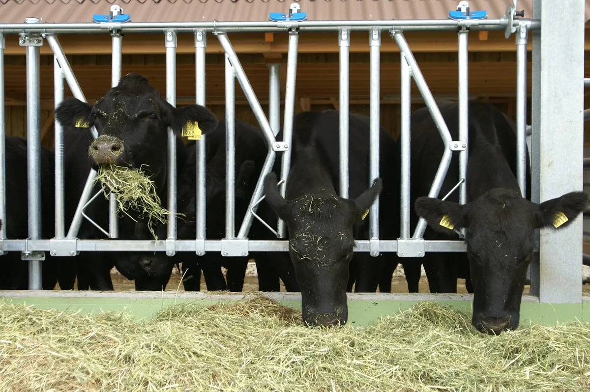 Angus_fressen Gewichtsverlust durch Proteinmangel