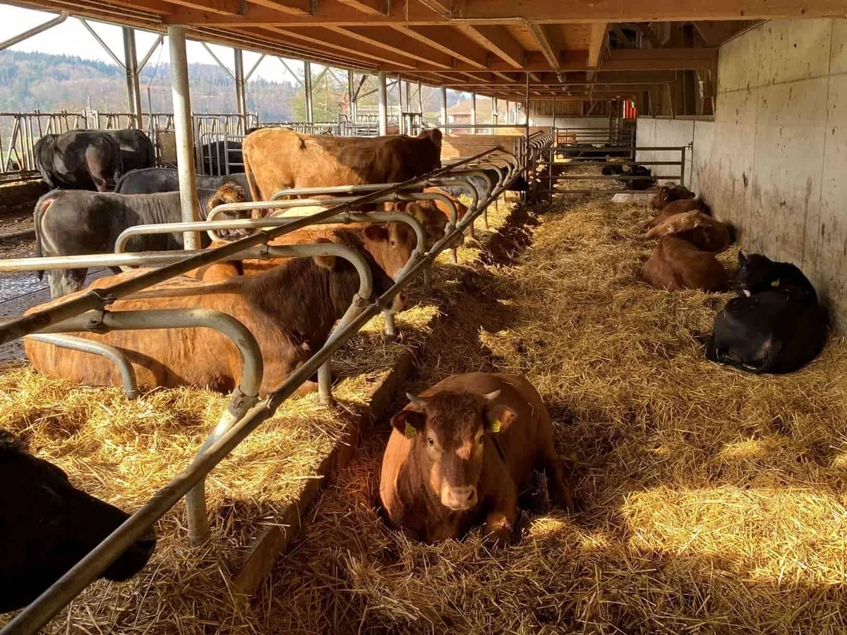 dc6d469f0dd59ea20adc1616f5a262c822c897be Der Schulbetrieb Liebegg mit der Herdebuchnummer 2 ist früh ins Natura-Beef-Geschäft eingestiegen. (Bild Reto Spörri, LZ Liebegg)