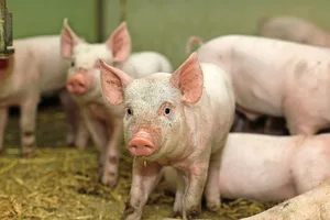 Gesunde Ferkel dank gutem Management und gezielter züchterischer Selektion.