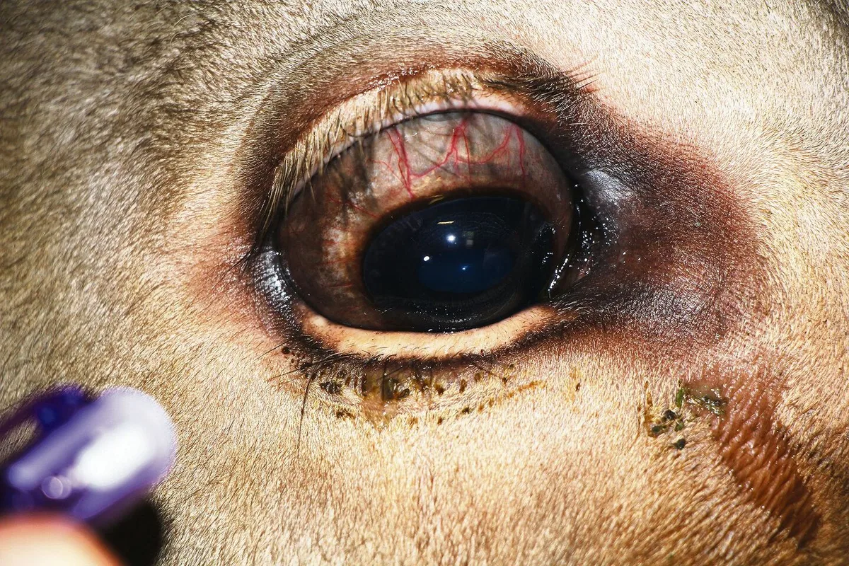 Genanalyse: Swiss-Cow-Chip ist gut fürs Portemonnaie und fürs Image