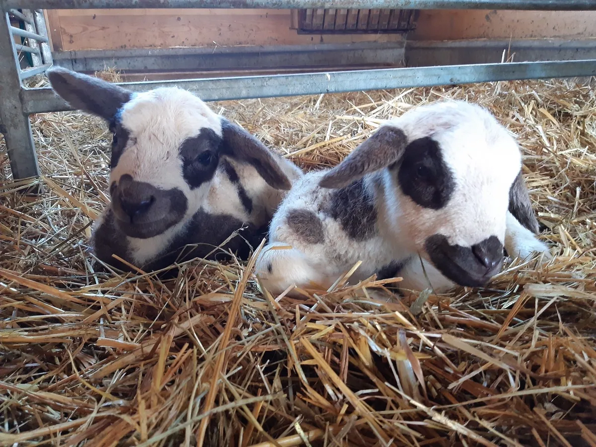 lamm Lämmer brauchen gutes Kolostrum innert sechs Stunden