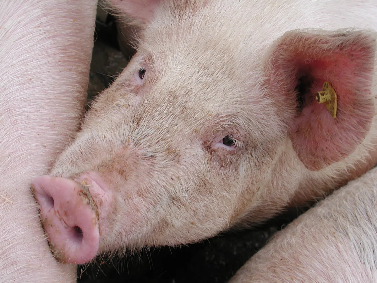 Durchfallerkrankung lässt US-Schweinebestand schrumpfen