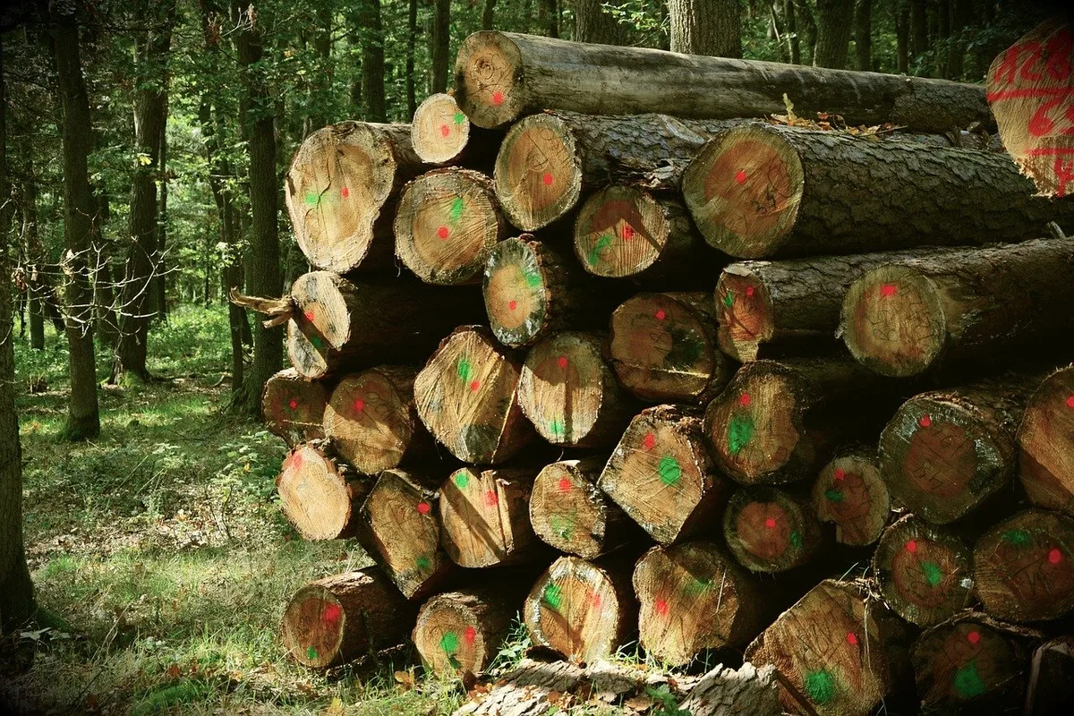 ca991ba103f08d4459bffc8b3f54bcfacc48d150 Dass 2019 weniger Holz geernet wurde, ist bedingt durch den Rückgang der normal geplanten Holzschläge aufgrund der Schadholznutzung und der weiterhin tiefen Holzpreise. (Bild Pixabay)