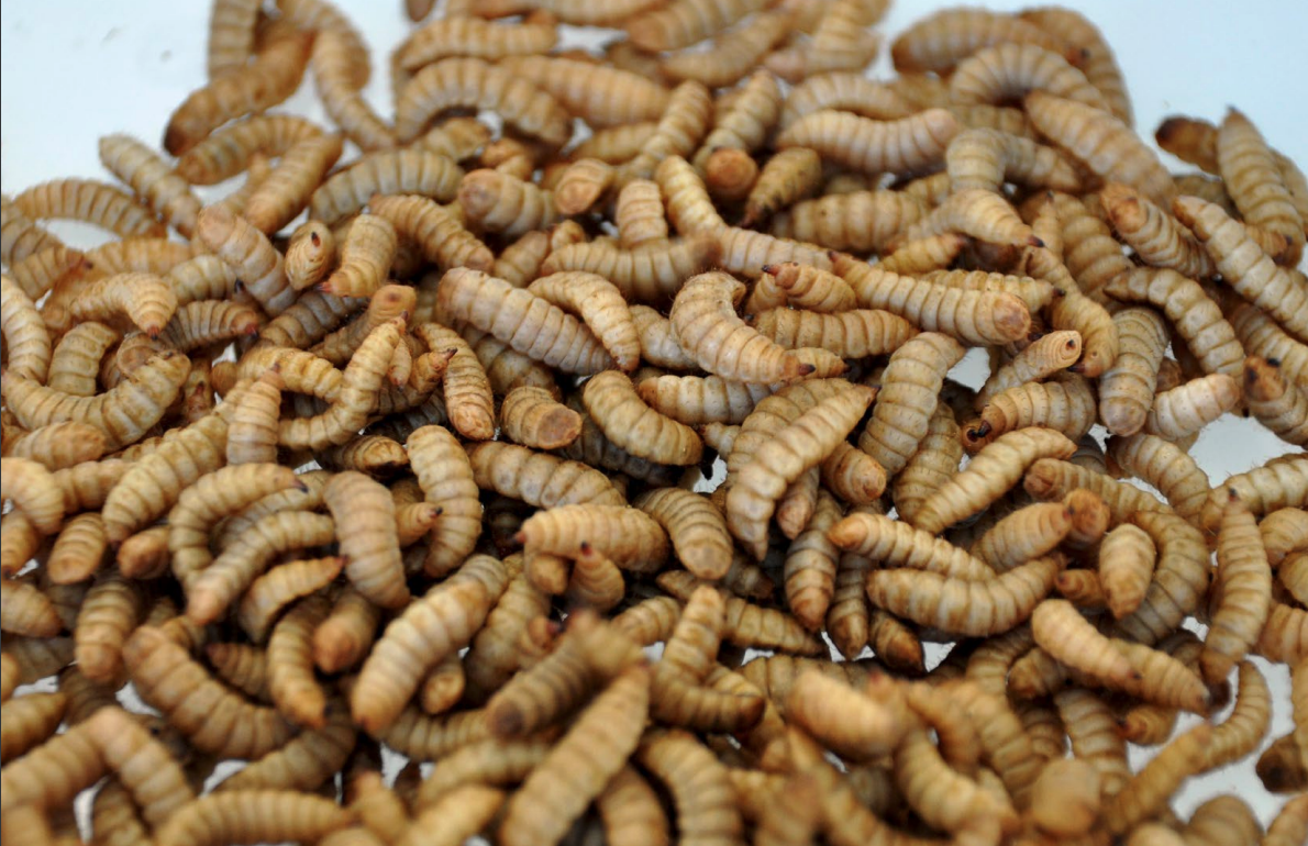 Insekten als Geflügelfutter: Ein grosses, noch nicht nutzbares Potential