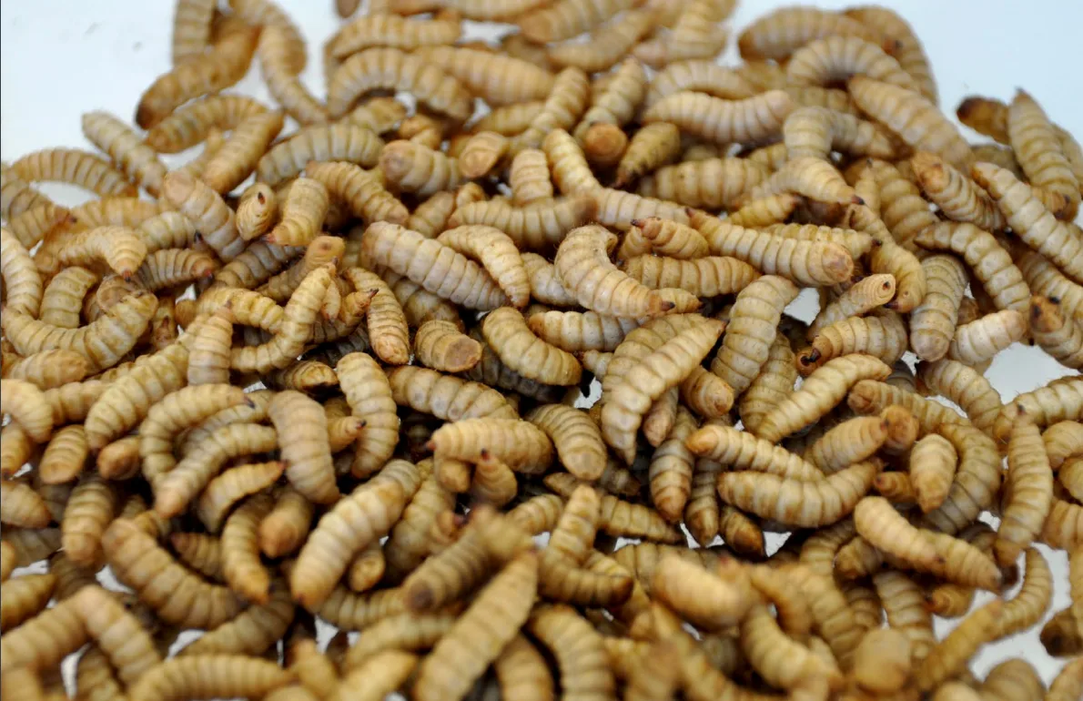 BZ-BET2-12-geflu__gel Insekten als Geflügelfutter: Ein grosses, noch nicht nutzbares Potential