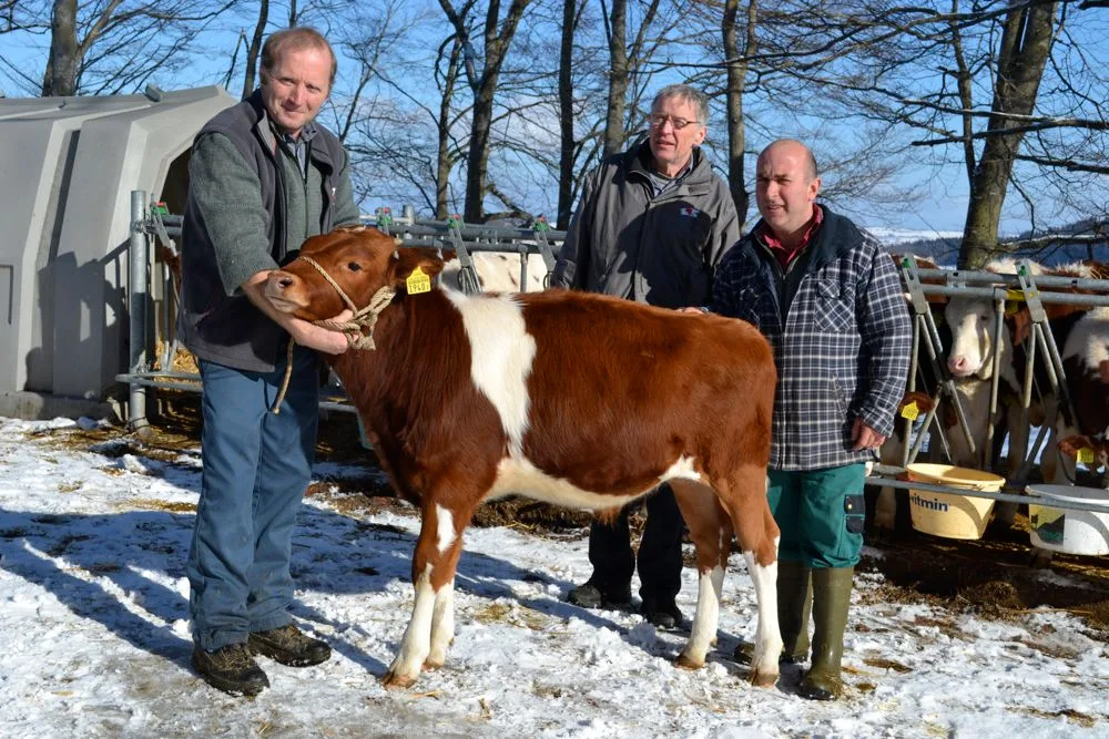 afeabc49f182105b5907c9e1885154fce3d253ca Sire Analyst Hansueli von Steiger (Mitte) beim begutachten eines Stieres bei den Gebr. Delabays in Le Châtelard-p-Romont FR. (Bild Peter Fankhauser)