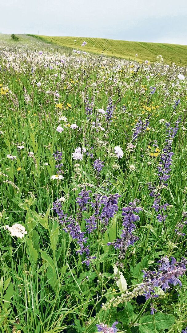 Biodiversitätsförderflächen gibt es schon viele, und immer mehr auch in Qualitätsstufe 2.