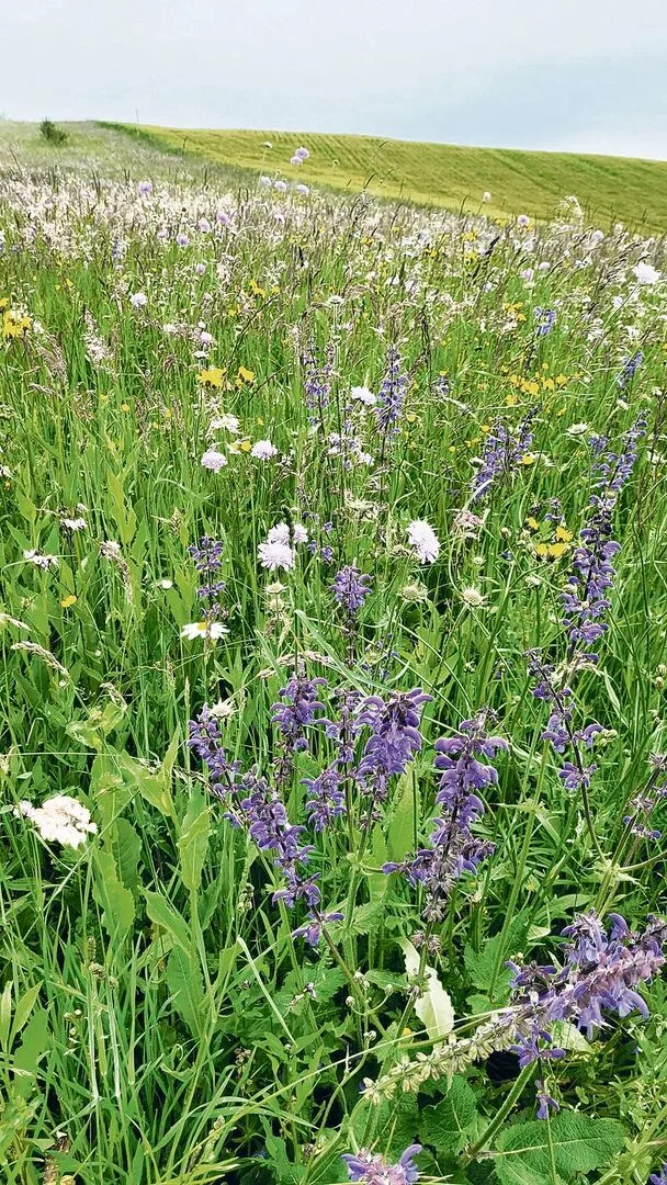 ef1b880c53f77ccda3e6192d449e3fb437a8b80be31f84249aa67d888a8f8b55 Biodiversitätsförderflächen gibt es schon viele, und immer mehr auch in Qualitätsstufe 2.