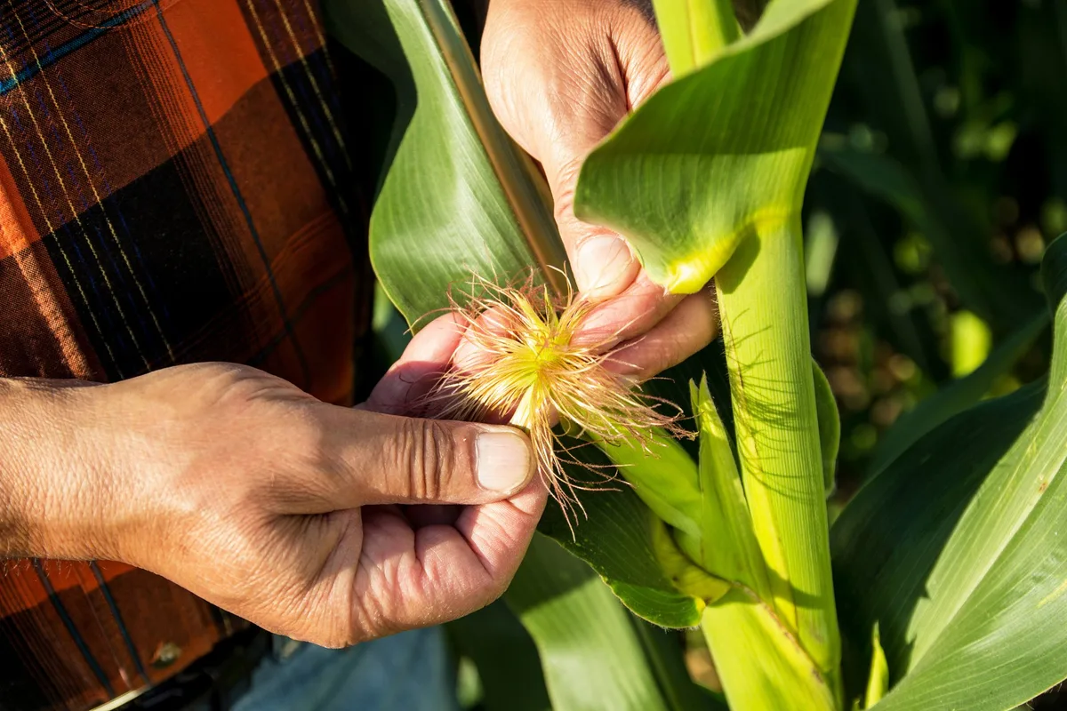 gentech-gvo-mais-bayer-ag Gentechnisch veränderte Maispflanze.