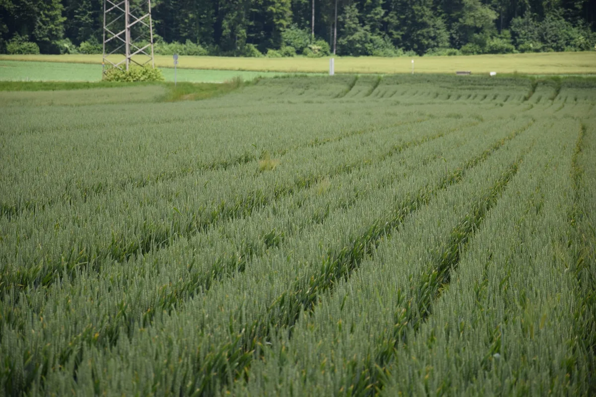 Getreide_weite_Reihen2 Der Kanton zahlt den Bernern Bauern wieder die Beiträge für den Anbau von Hasenweizen