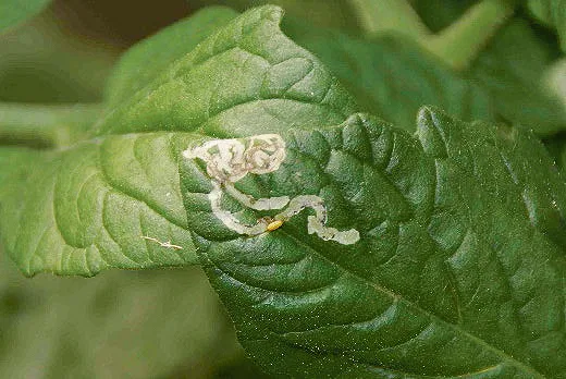 Mine einer Larve der Liriomyza-Minierfliege und ihre hellbraune Tönnchenpuppe an einem Tomatenblatt. (Bild Agroscope)