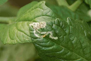 Mine einer Larve der Liriomyza-Minierfliege und ihre hellbraune Tönnchenpuppe an einem Tomatenblatt. (Bild Agroscope)