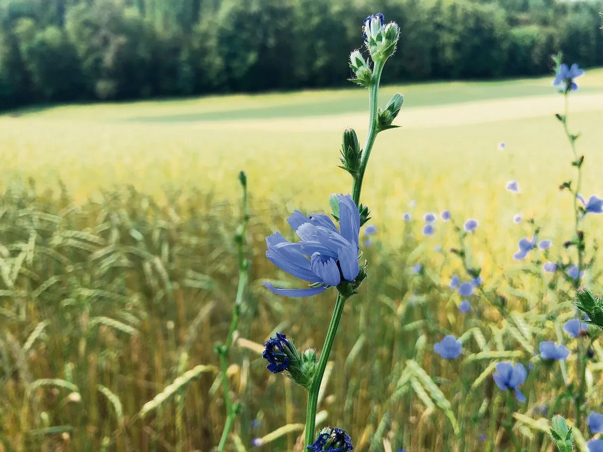 Neues auf einen Blick – das ändert bei Biodiversitäts-Beiträgen