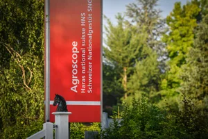 Das Schweizer Nationalgesüt in Avenches (VD) sieht sich nicht das erste Mal mit Abbaumassnahmen konfrontiert.