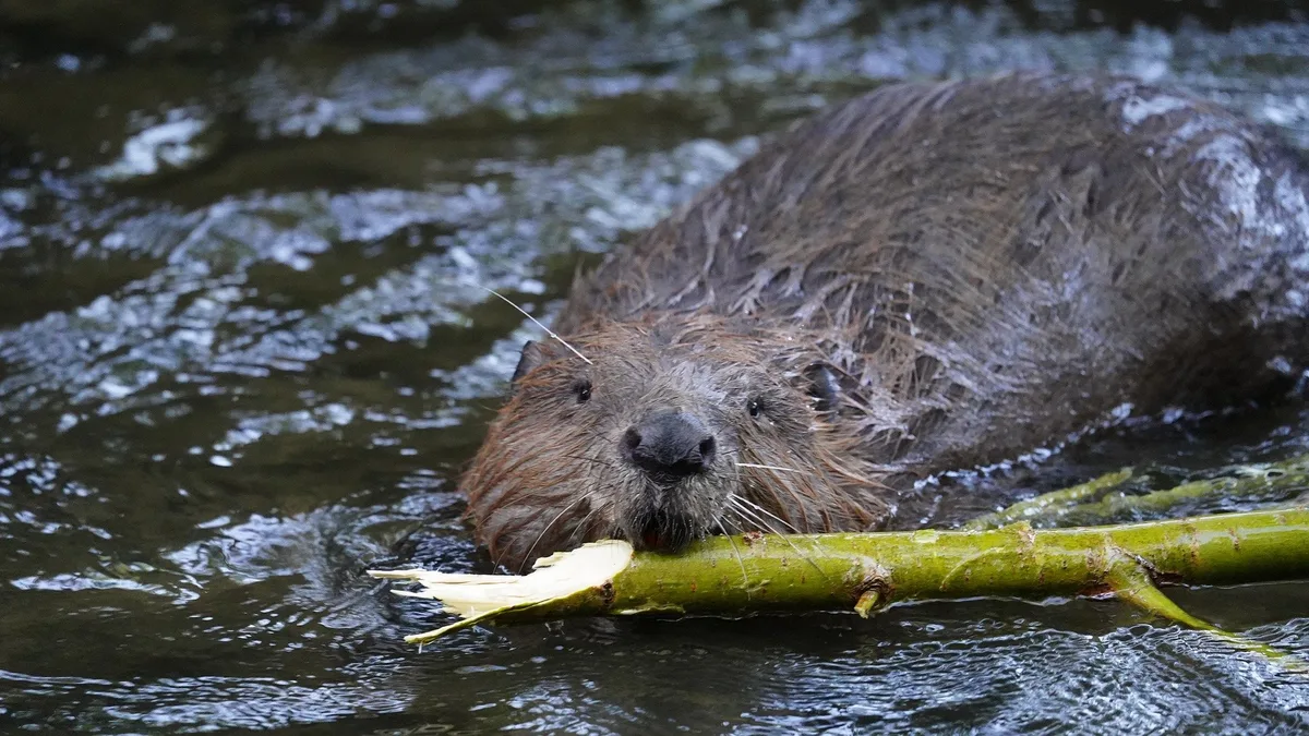 beaver-6403610_1920 Erster Biber in Italien seit 500 Jahren