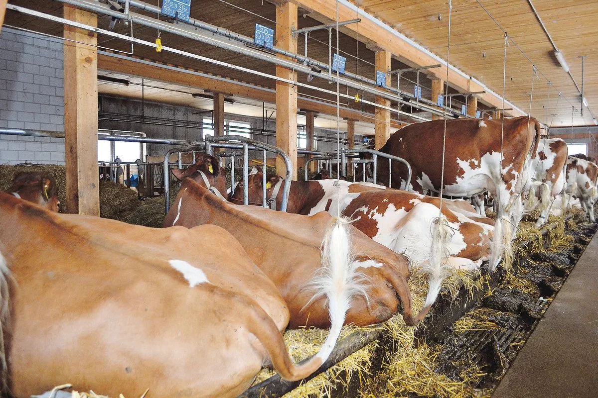 ca9246873c206000ba8a5f02b1fbdf428c7be013 Nach wie vor stehen rund die Hälfte der Milchkühe in Anbindehaltung. Die Kritik an diesem Haltungssystem ist zumindest teilweise unbegründet.(Bild joy)